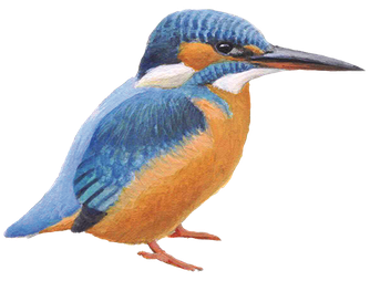 T.W.V.  't IJsvogeltje